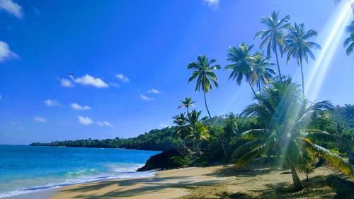 Scenic view of palm trees on beach against blue sky