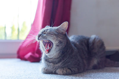 Cat yawning