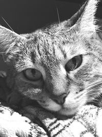 Close-up portrait of a cat