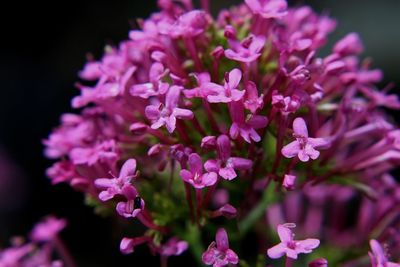 Close-up of pink flowering plants