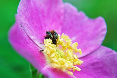 Close-up of bee on pink flower