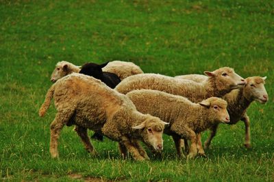 Sheep in a field