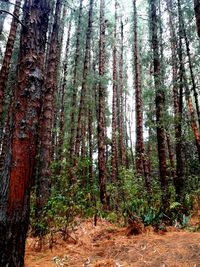 Trees in forest