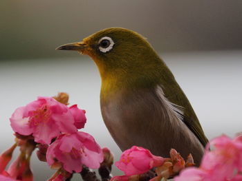 Close-up of bird perching on pink flower
