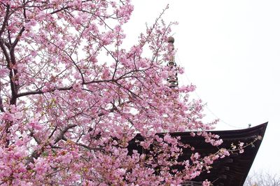 Low angle view of pink flowering tree against clear sky