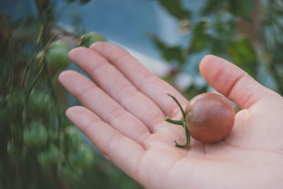 Cropped hand holding cherry tomatoes