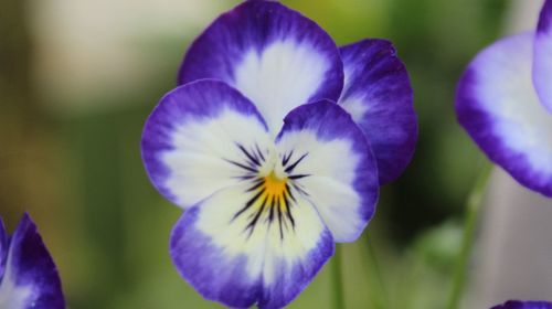 Close-up of purple flowers blooming