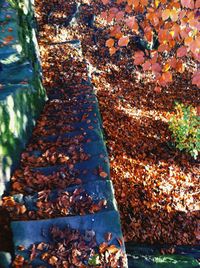 Fallen leaves on ground