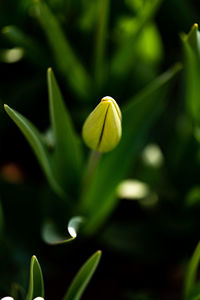 Close-up of flowering plant against blurred background