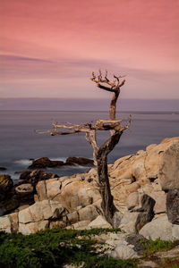 Driftwood on rock by sea against sky during sunset