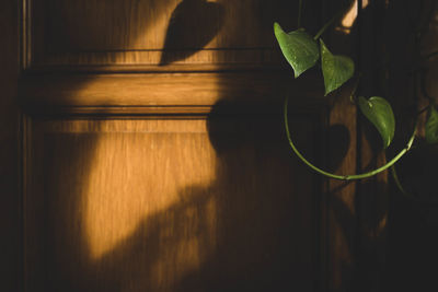 Close-up of potted plant against wooden wall