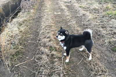 High angle view of dog on field