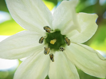 Close-up of white flower