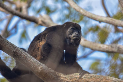 Low angle view of monkey sitting on tree