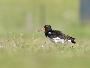 Close-up of bird perching on field