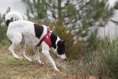 A dog slowly descends a slope during a rainy day