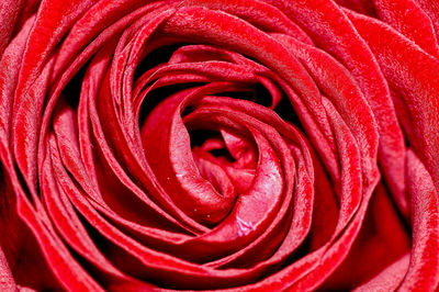 Full frame shot of red rose