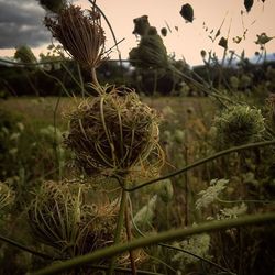 Close-up of plant against sky