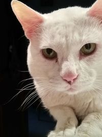 Close-up portrait of cat