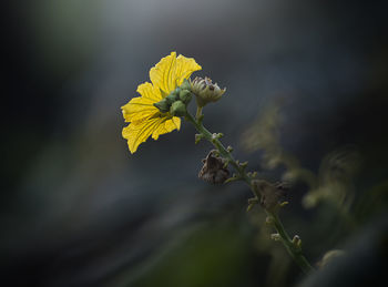 Close-up of yellow flowering plant