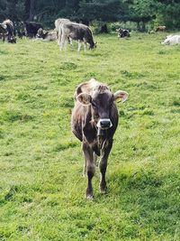 Cows grazing on field