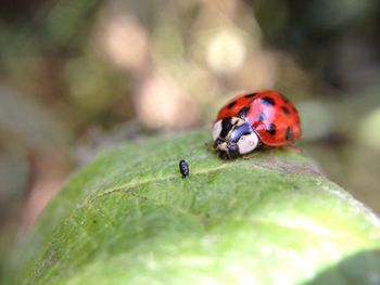 Close-up of ladybug on leaf