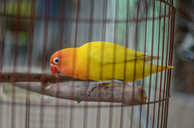 Close-up of parrot in cage