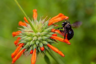Close-up of bee pollinating on flower