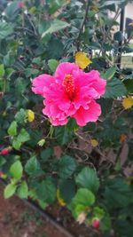 Close-up of pink flower