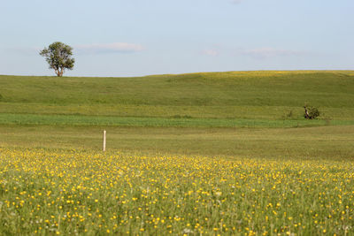 Scenic view of flower field against sky