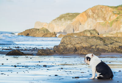 Dog sitting on shore at beach against sky