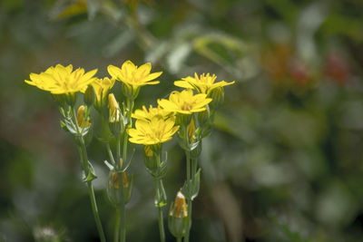 Close-up of yellow flowers