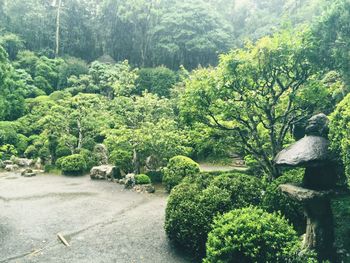 Plants growing on tree