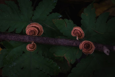 Close-up of snail on plant