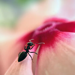 Close-up of black ant on flower