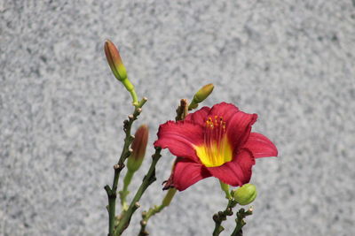 Close-up of day lily blooming outdoors