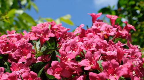 Close-up of pink flowers