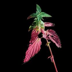 Close-up of red leaves over black background