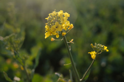 Close-up of yellow flowering plant on field