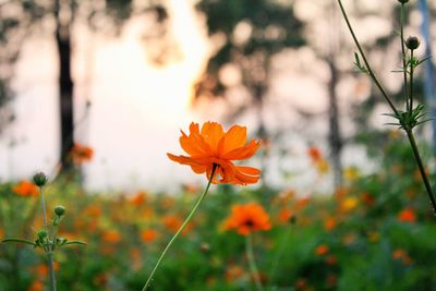 Close-up of orange cosmos flower