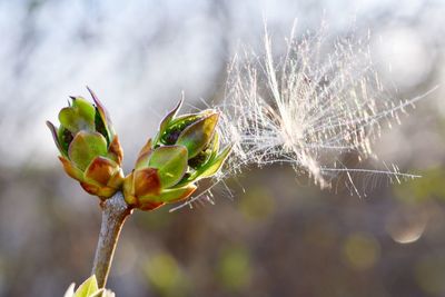 Close-up of flower buds growing outdoors