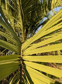 Close-up of palm tree leaves