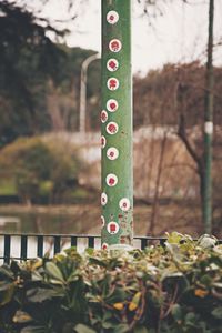 Close-up of plant against blurred background