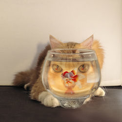 Close-up of cat by fish swimming in fishbowl on table