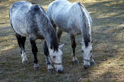 Horses grazing in a field