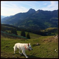 Dog standing on grassy field