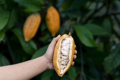 Selective focus the white pulp of the bright yellow cocoa in the hands 