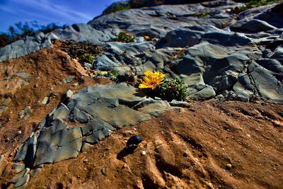 Close-up of yellow flowering plant on rock