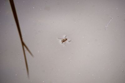 High angle view of spider
