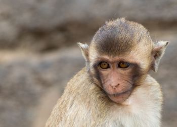 Close-up of cute looking away